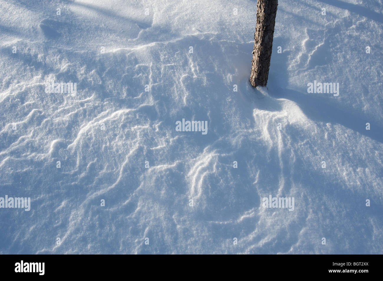 Un unico germoglio in vento di neve soffiata, vicino Meaford, Ontario, Canada Foto Stock