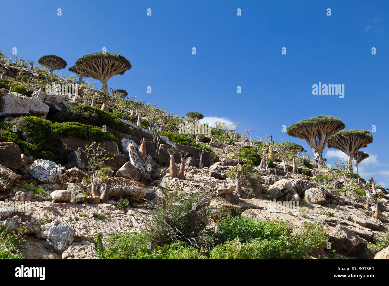 Botte e sangue di drago di alberi e Socotra Foto Stock