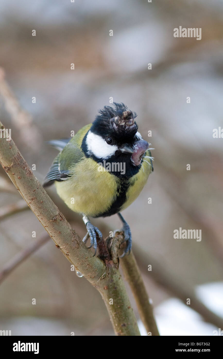 Cinciallegra Parus major con grandi piaghe sulla testa che si ritiene causata dal virus del vaiolo aviario, Kent UK Winter Foto Stock