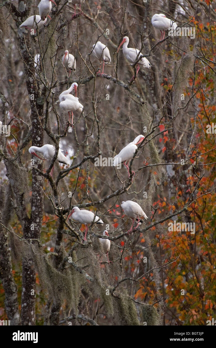 Ibis bianco gli uccelli sono ' appollaiati in alberi al Silver Springs Florida Foto Stock