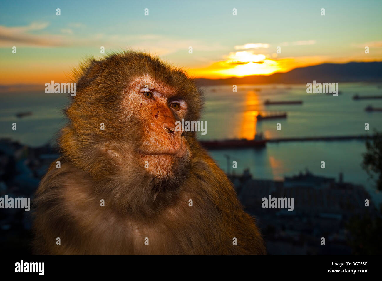 Barberia Ape (Macaca sylvanus), Rocca di Gibilterra, Regno Unito Foto Stock