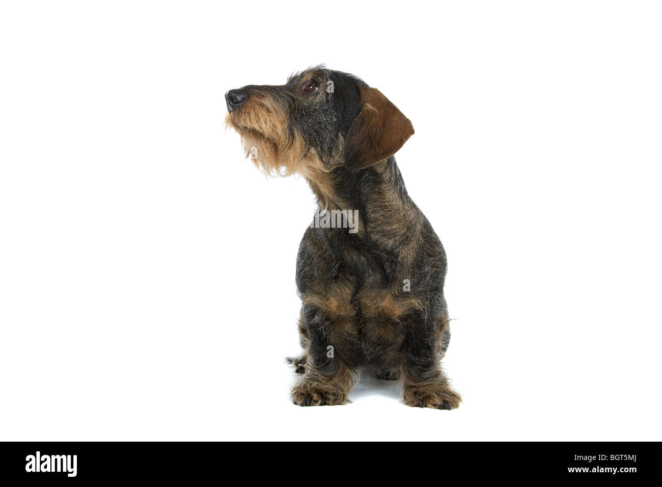 Primo piano della cute di filo-dai capelli del cane bassotto isolati su sfondo bianco. Foto Stock