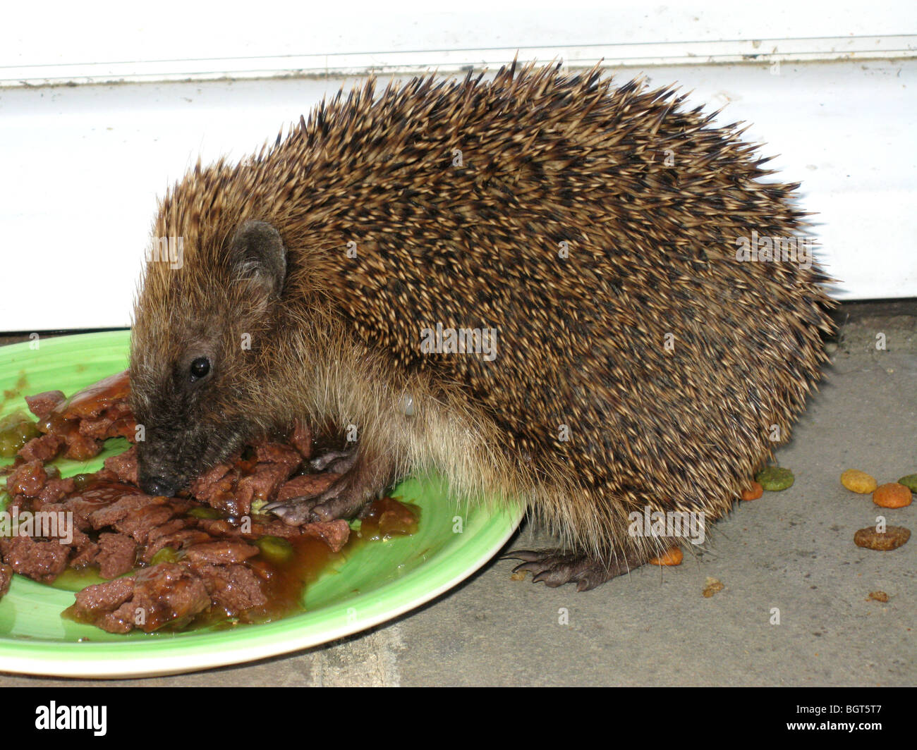 Unione riccio (Erinaceus roumanicus) mangiare alimenti per gatti Foto Stock