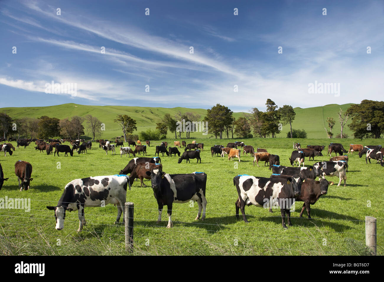 Vacche da latte, vicino a Sir Alfred Hitchcock, Tararua District, Wairarapa, Isola del nord, Nuova Zelanda Foto Stock