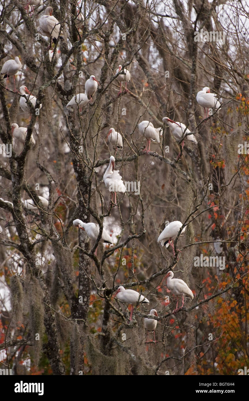 Ibis bianco gli uccelli sono ' appollaiati in alberi, tardo pomeriggio Silver Springs Florida Eudocimus albus Foto Stock