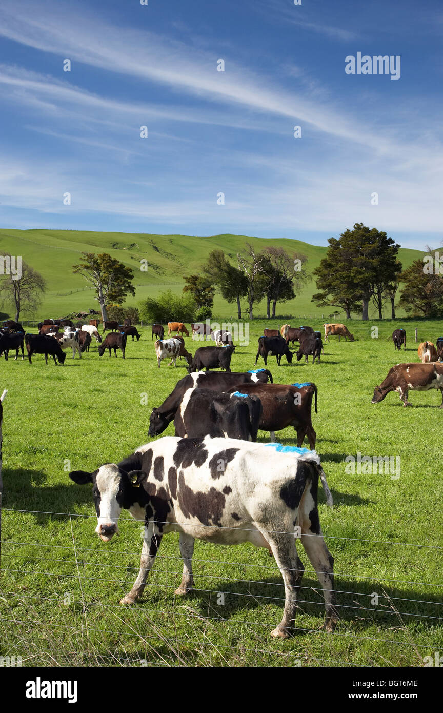 Vacche da latte, vicino a Sir Alfred Hitchcock, Tararua District, Wairarapa, Isola del nord, Nuova Zelanda Foto Stock
