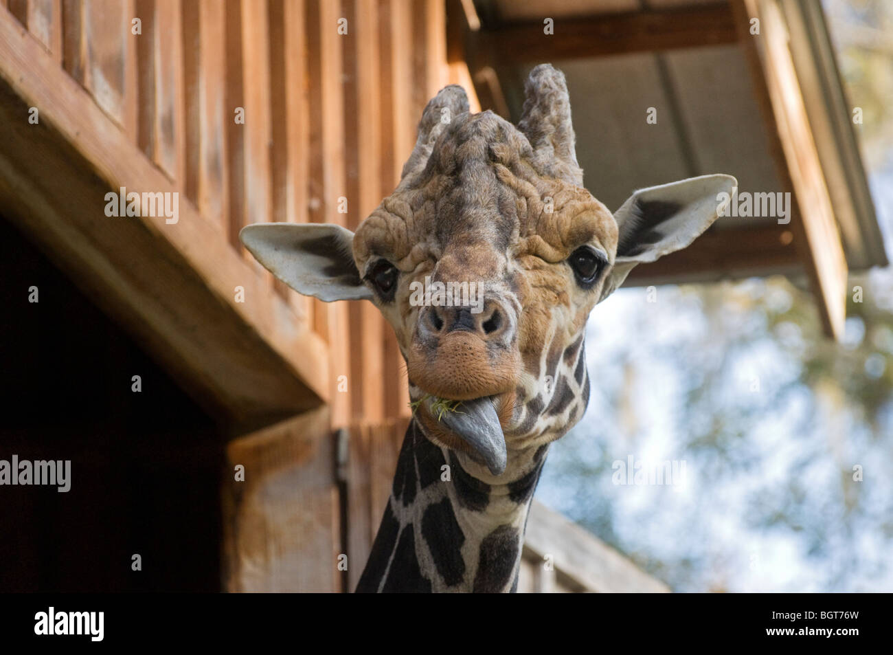 La giraffa nel fienile al Silver Springs Florida Foto Stock