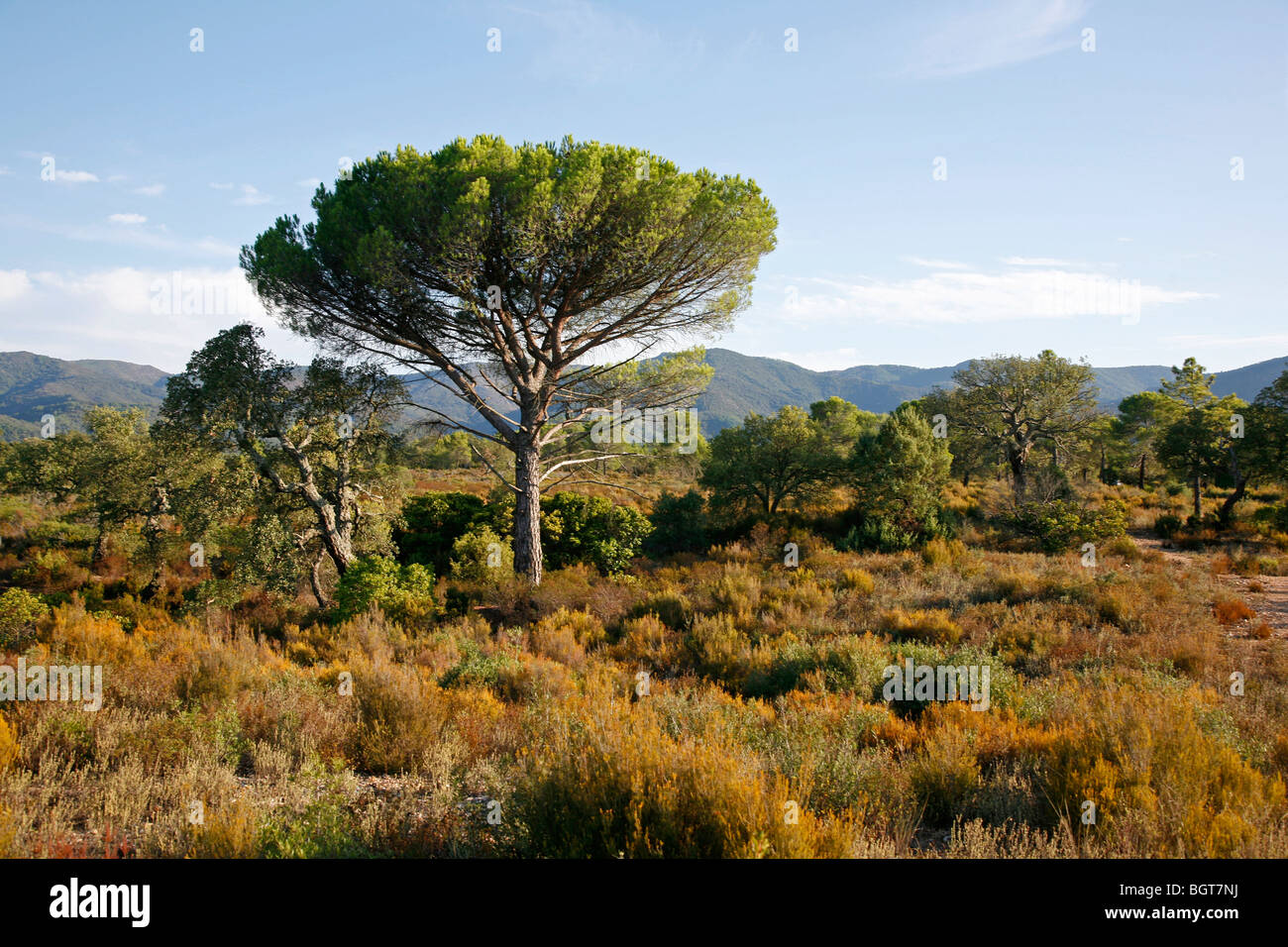 Massif des Maures, Var, Provenza, Francia. Foto Stock