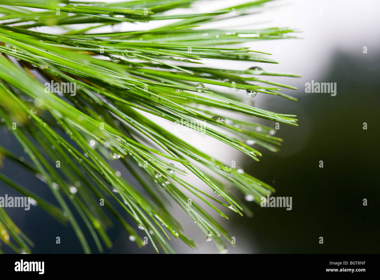 Aghi di pino Foto Stock