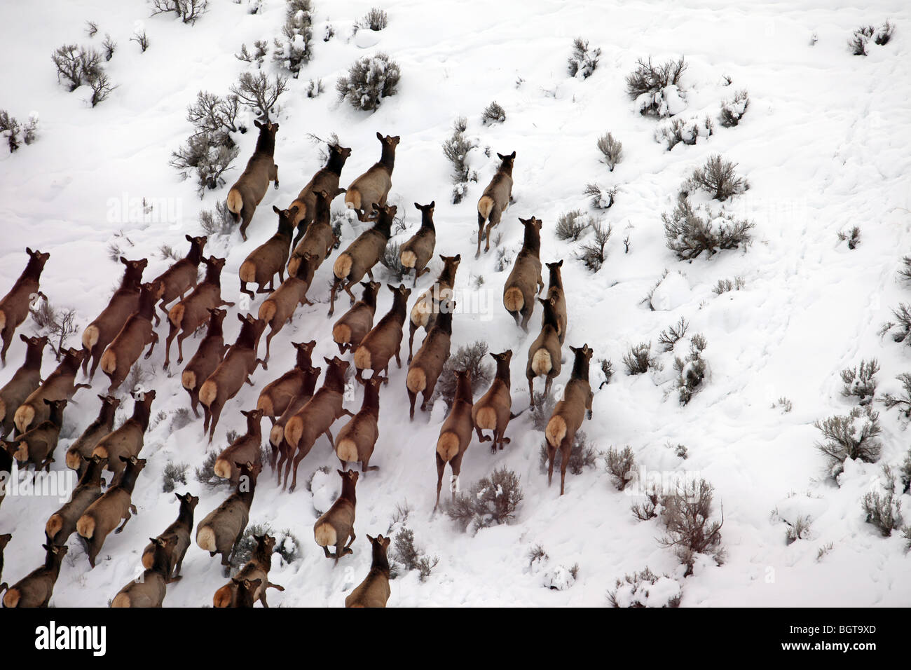 Elk in esecuzione su neve e ghiaccio su una collina sagebrush. La fauna selvatica durante l'inverno. Fotografia aerea. In inverno la sopravvivenza. Foto Stock