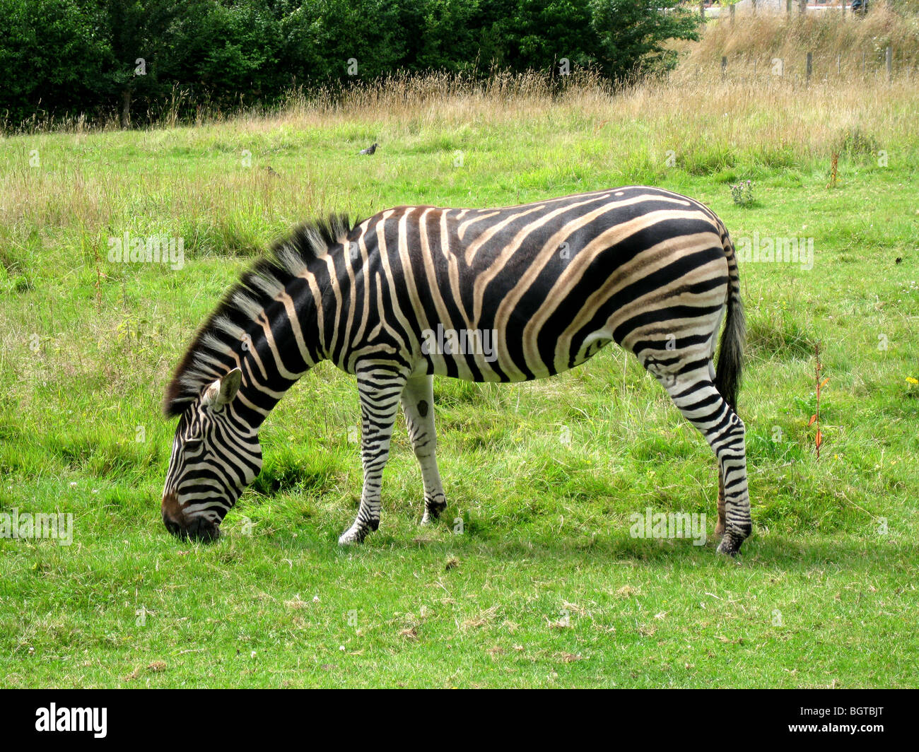 Le pianure Zebra (Equus quagga) Foto Stock Le pianure Zebra (Equus quagga) Foto Stock