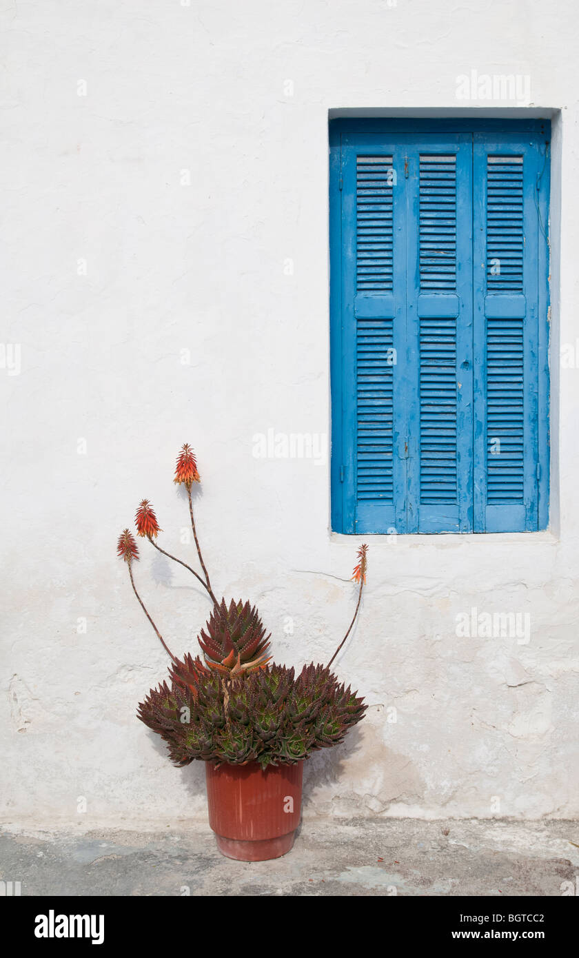 Fioritura di piante di agave al di fuori di una casa dipinta di bianco muro sull'isola greca di Milos, Grecia Foto Stock