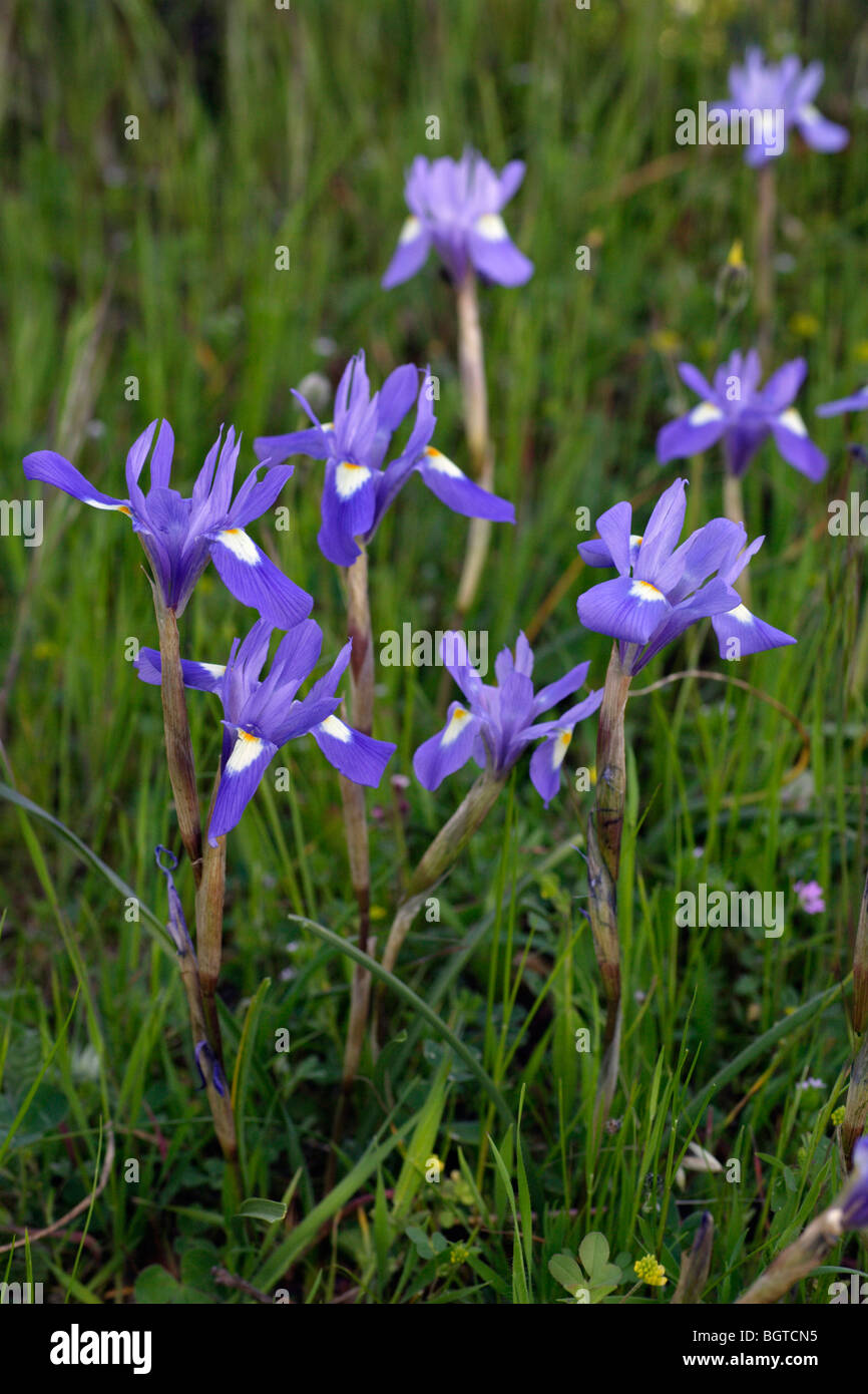 Iris Barberia dado (Gynandriris sisyrinchum) Foto Stock