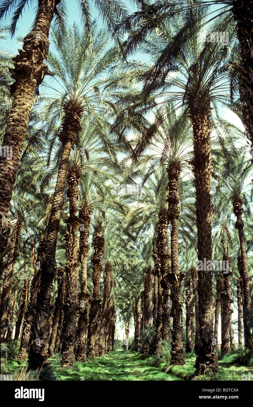 Data Palm Grove in Indio, California Foto Stock