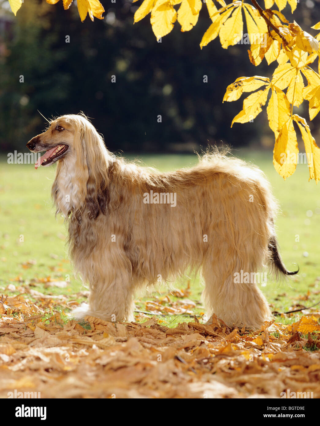 Afghan hound dog - in piedi sul prato Foto Stock