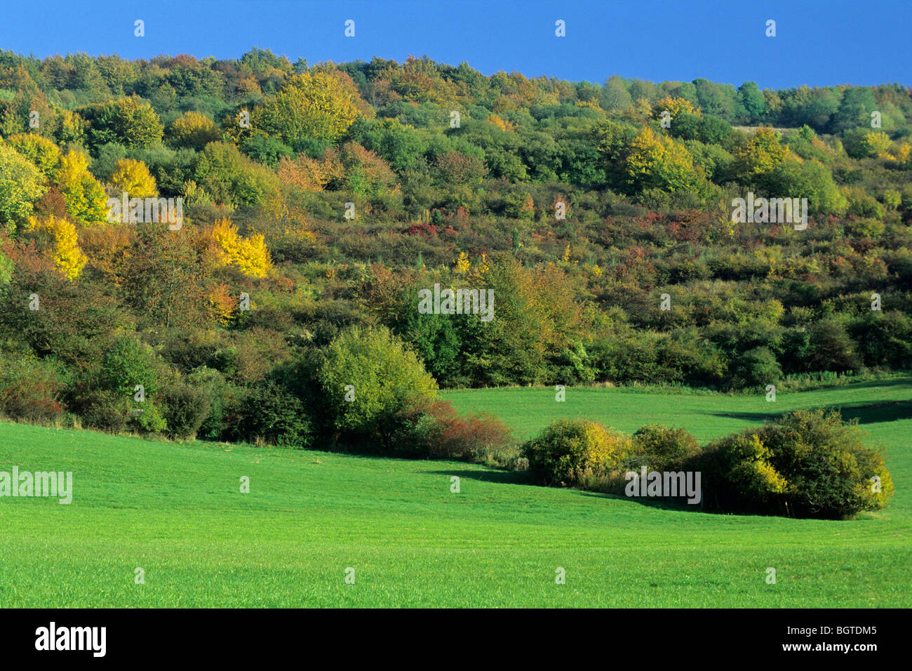 Hedge paesaggio nel colore di autunno, Germania Foto Stock