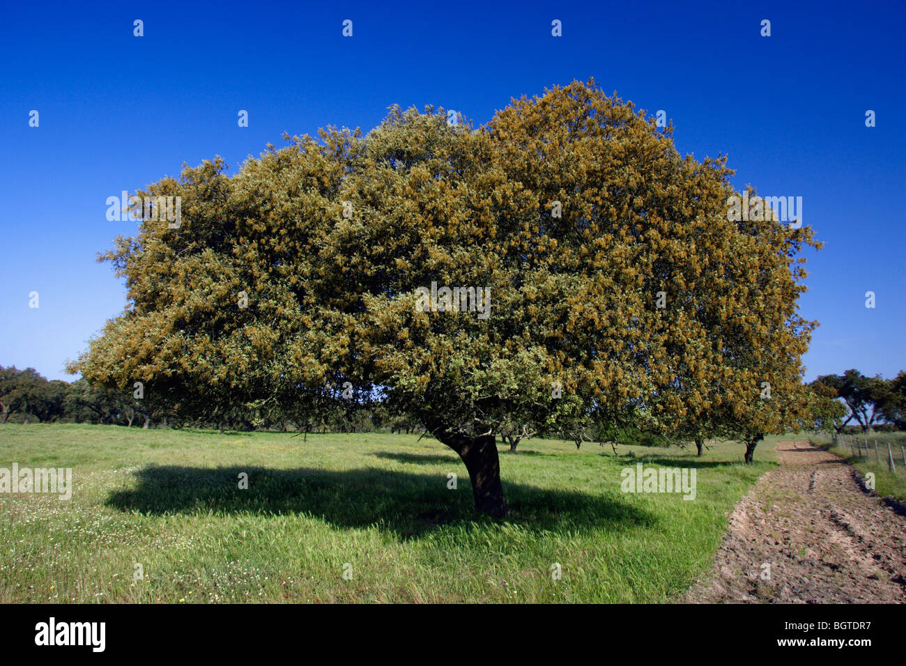 Il leccio (Quercus ilex), Alentejo, Portogallo Foto Stock