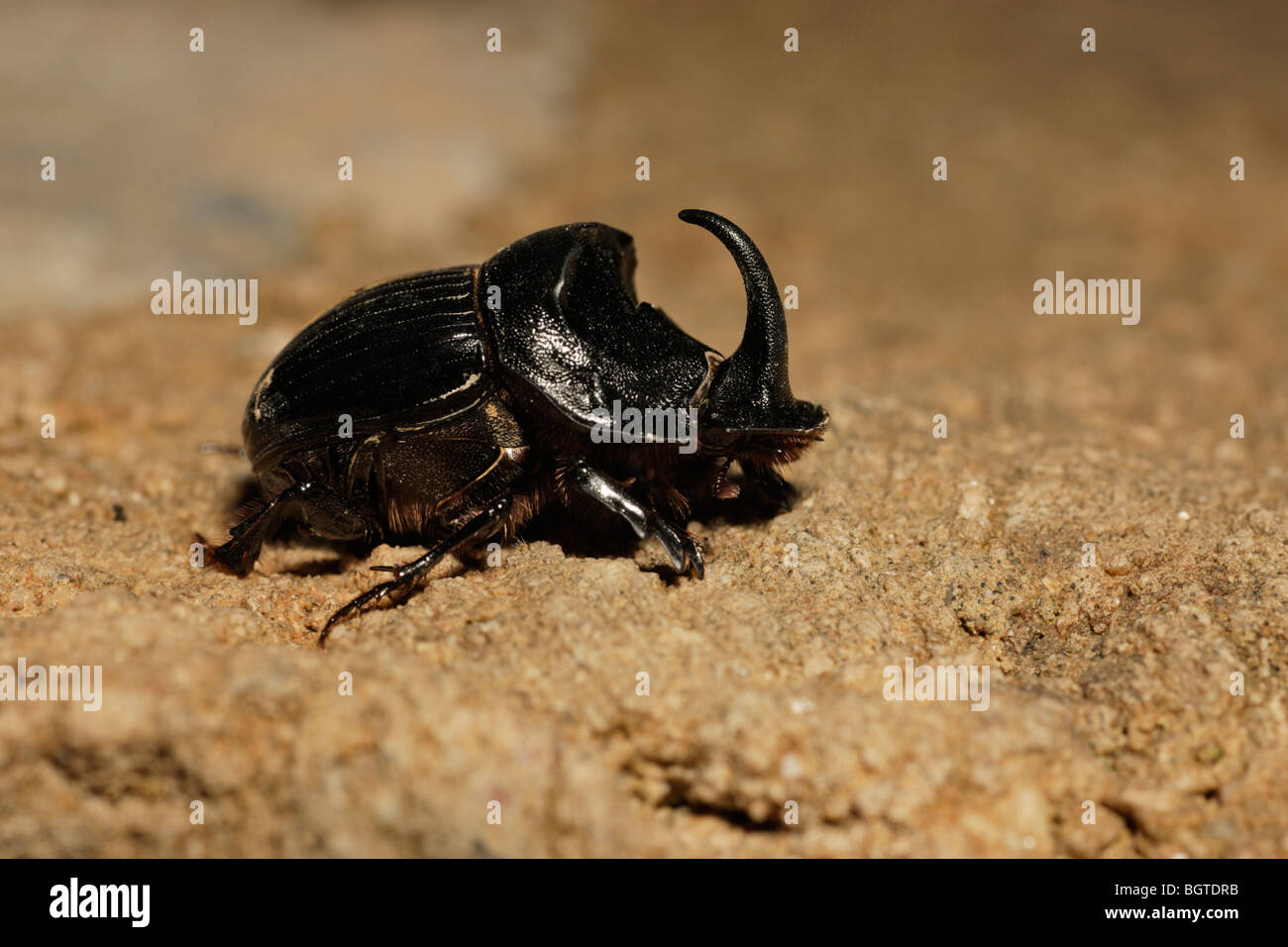 Cornuto Dung Beetle (Copris lunaris), Estremadura, Spagna Foto Stock