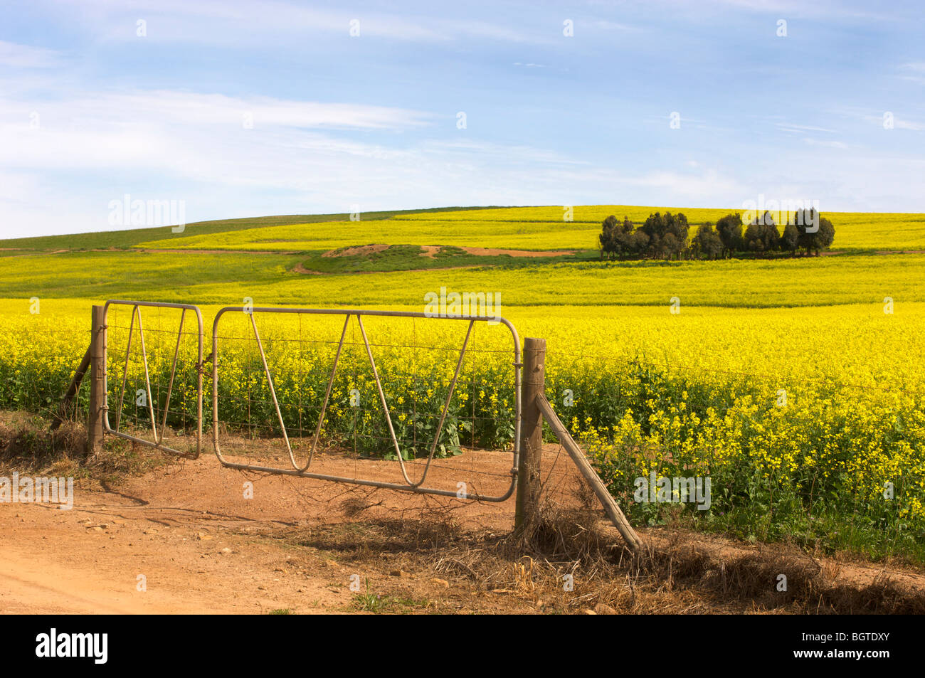 Vista dell'olio di colza e di campi di fattoria, Regione di Overberg, Western Cape , Sud Africa Foto Stock
