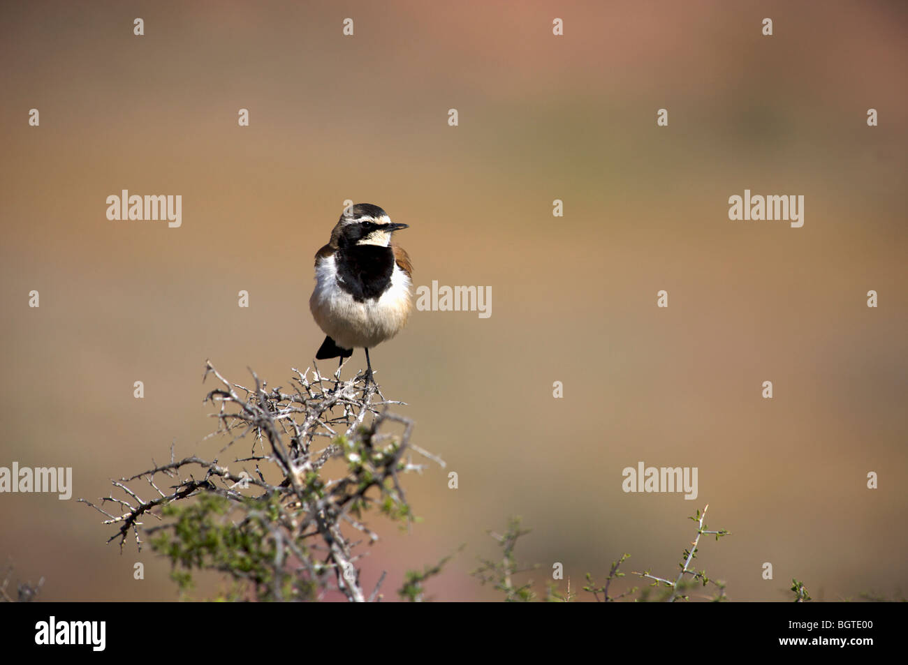 Tappate culbianco (Oenanthe pileata) seduto su un ramo, Namaqualand, Northern Cape , Sud Africa Foto Stock