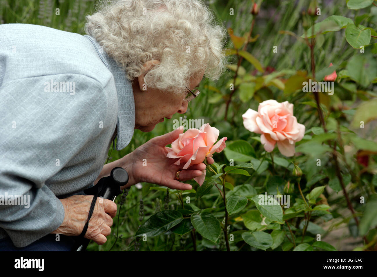 Ritirato donna annusando il profumo di una rosa tea Foto Stock