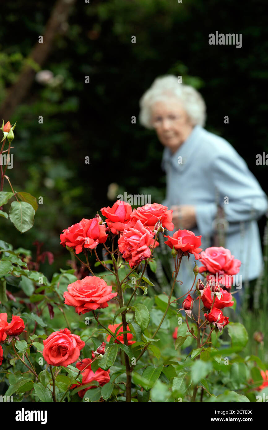 Old Lady camminare in un giardino di rose Foto Stock