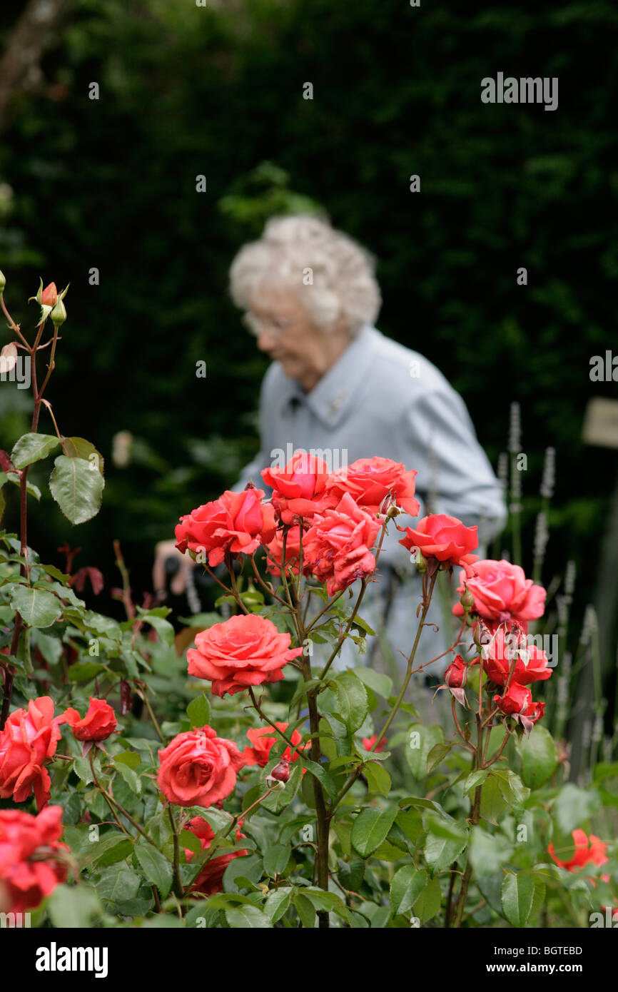 Old Lady camminare in un giardino di rose Foto Stock