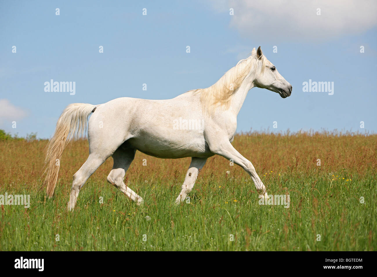 Arabian Horse - camminando sul prato Foto Stock