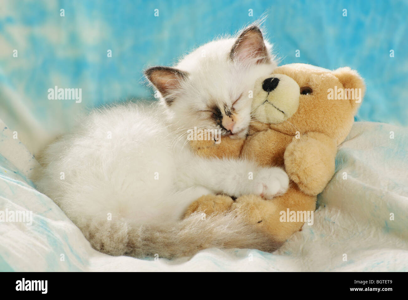 Gatti Sacri di Birmania - gattino con teddy Foto Stock