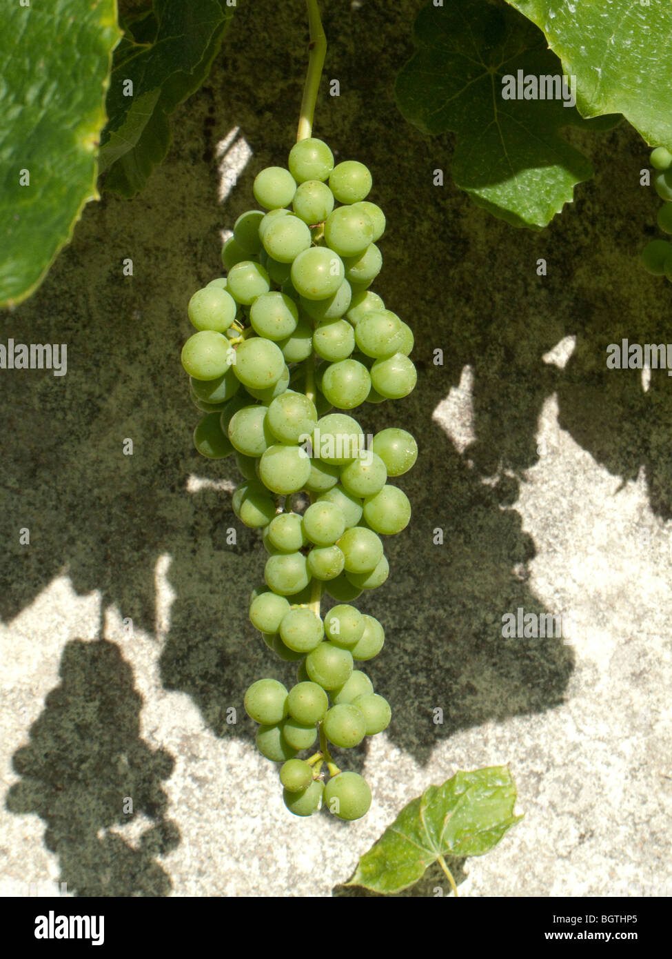 Vitigno wall road Francia casa Foto Stock