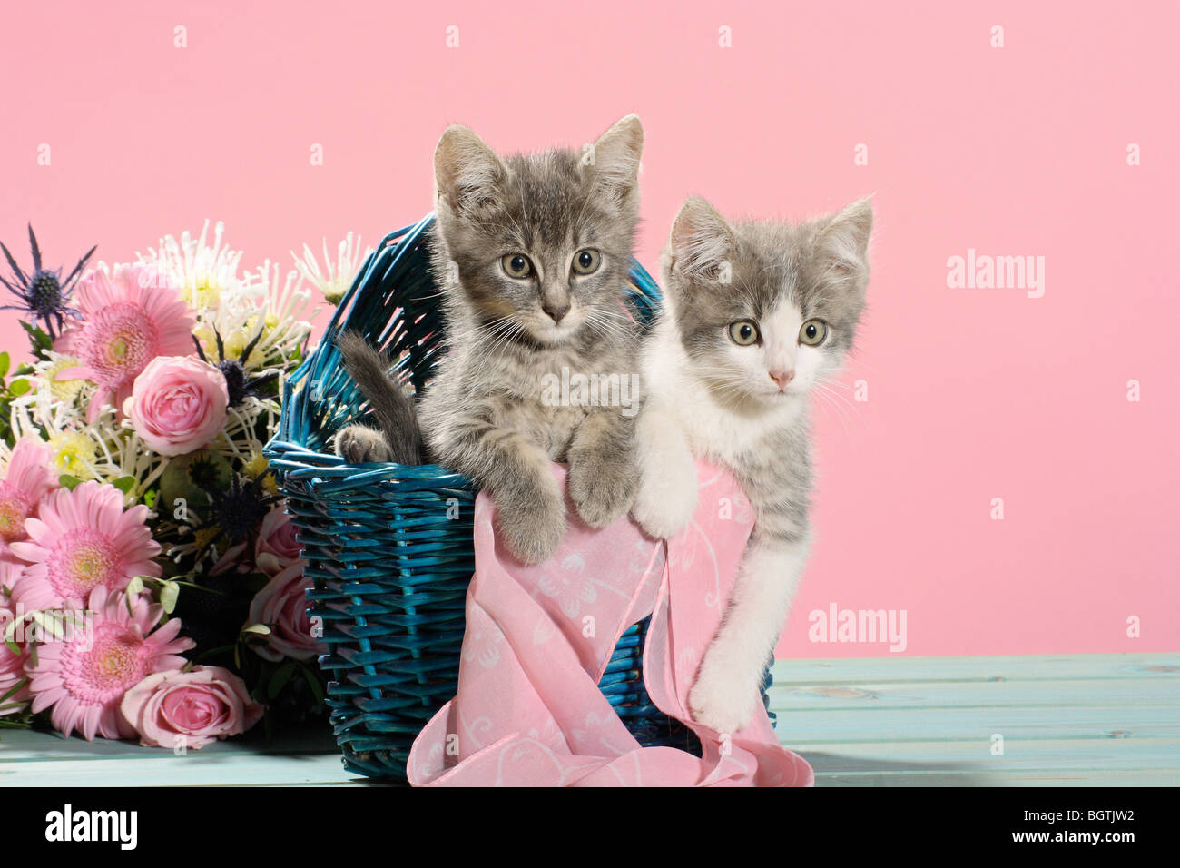 Il gatto domestico - due gattini in una cesta accanto ad un mazzo di fiori  Foto stock - Alamy