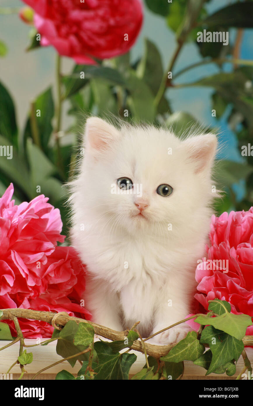 Il gatto domestico - gattino tra i fiori Foto stock - Alamy