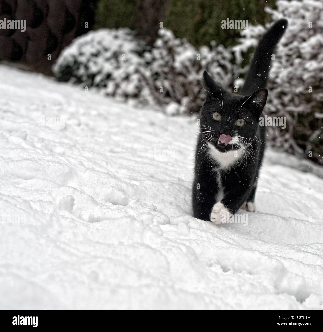 Gatto nella neve Foto Stock