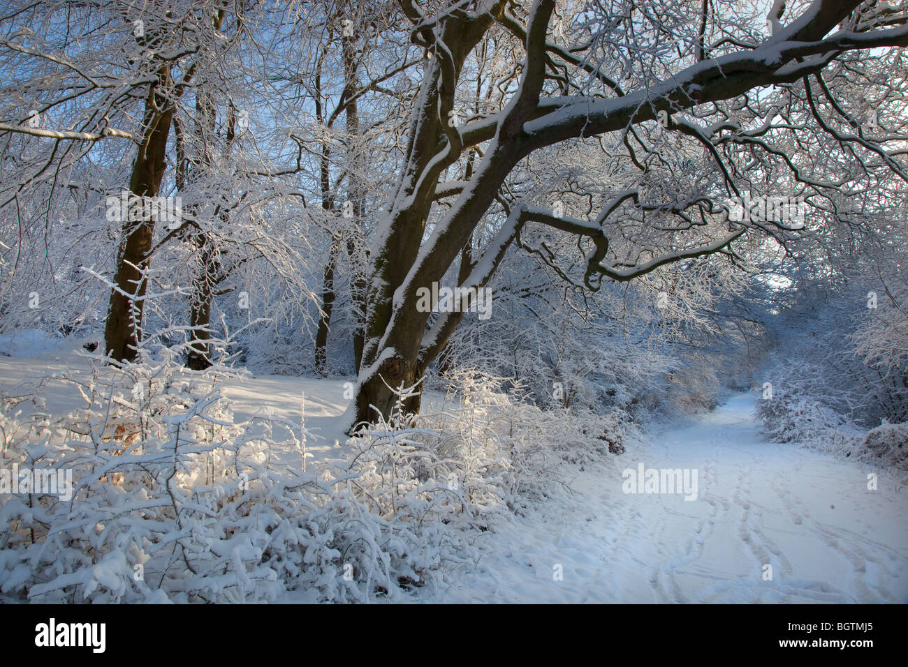 Legno di faggio a Dumfries Hertfordshire nella neve Foto Stock