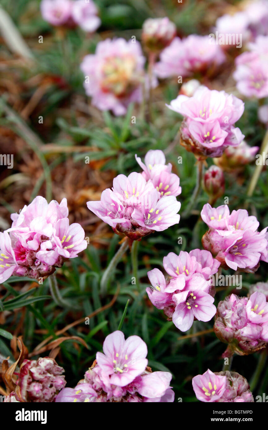 AMERIA MARITIMA. La parsimonia. Mare rosa. Fiori Selvatici. Foto Stock