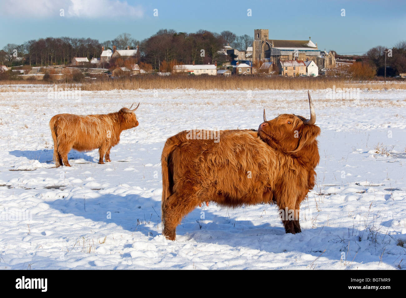 Highland bovini Bos taurus a prato pascolo a Cley Norfolk nella neve Foto Stock