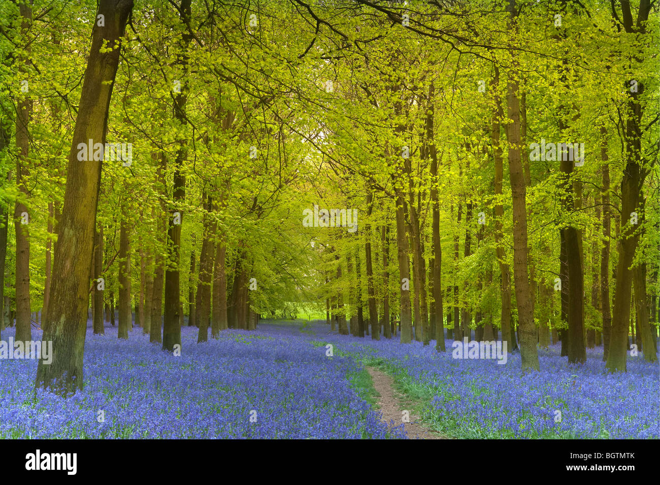 Bluebells in piena fioritura tappeto la molla nel bosco il Chilterns sulla Bucks Hertfordshire confini Foto Stock
