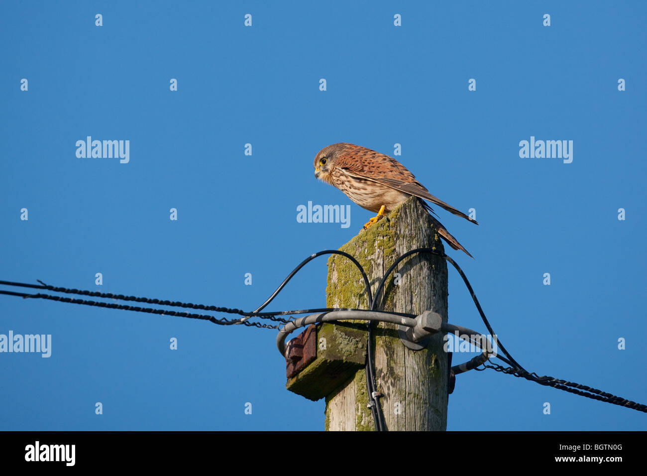 Il Gheppio Falco tinnunculus sul polo di potenza contro un blu cielo invernale Foto Stock