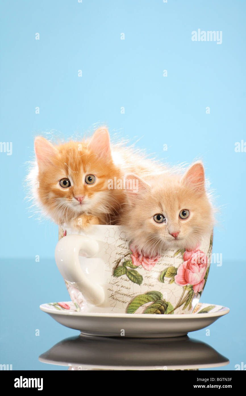 Gatto Siberiano - due gattini in una tazza Foto Stock
