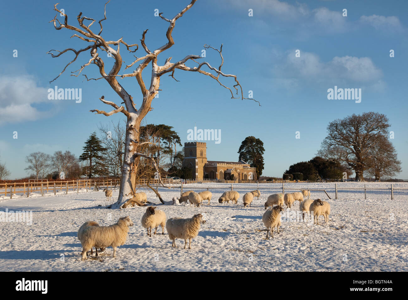 Pecore in prati innevati a Dumfries Chiesa Hertfordshire Foto Stock