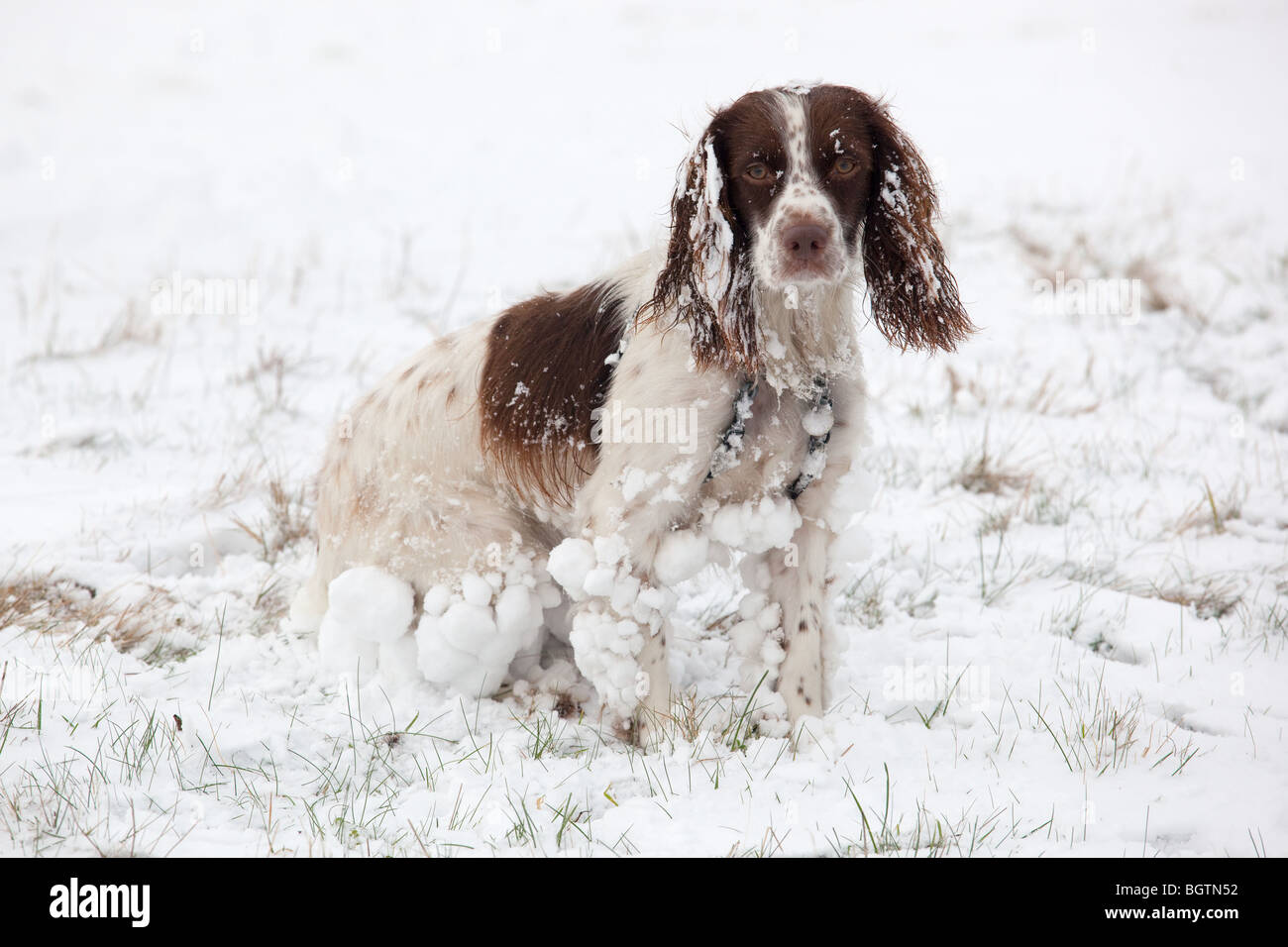 English Springer Spaniel nella neve Foto Stock