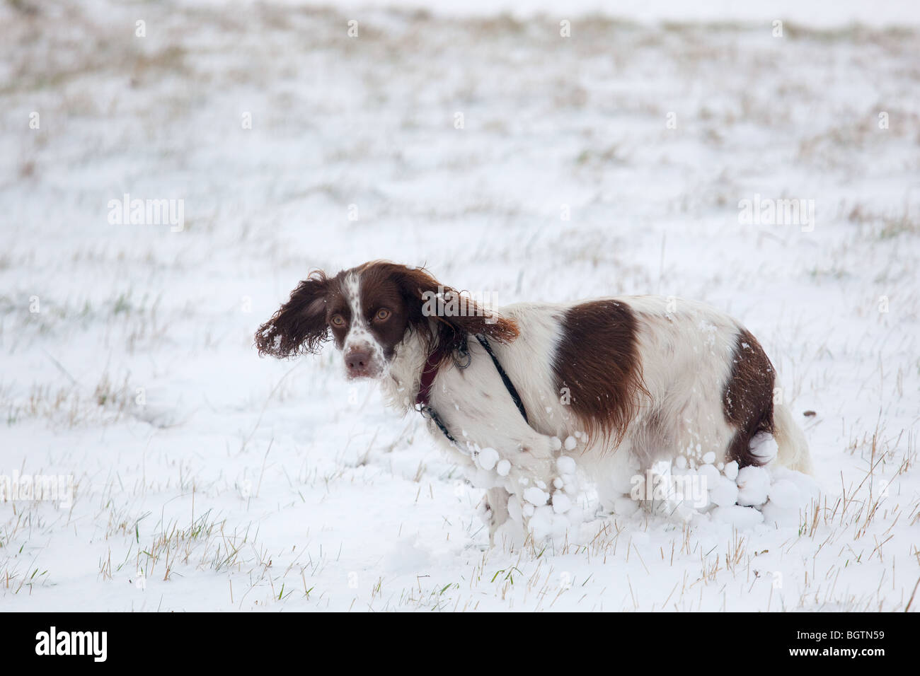 Fegato e white English Springer Spaniel nella neve Foto Stock