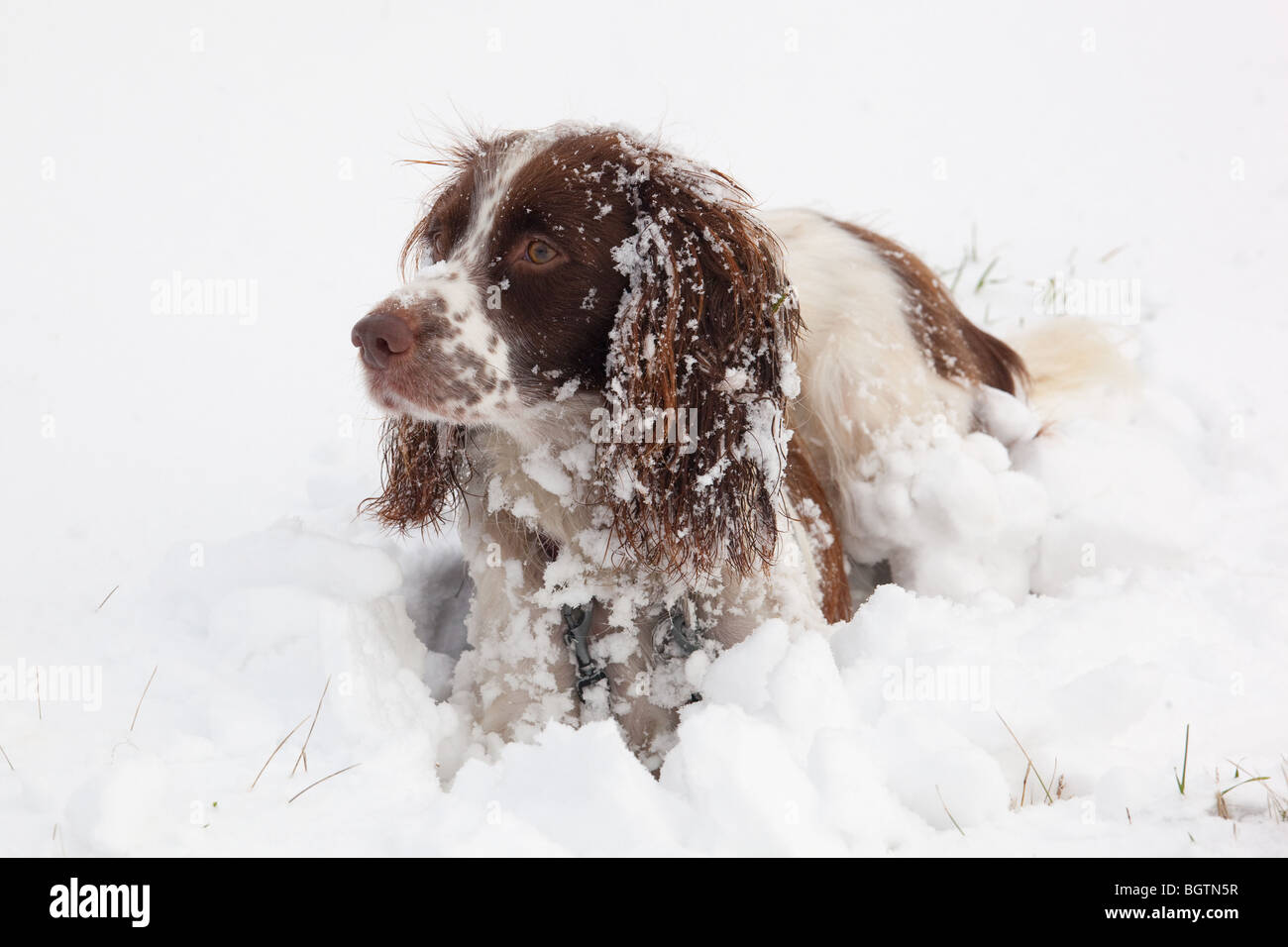 English Springer Spaniel nella neve Foto Stock