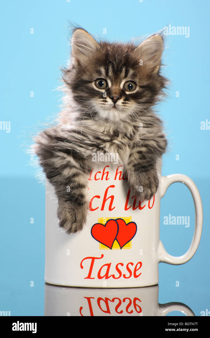 Siberian Cat - il gattino in una tazza Foto Stock