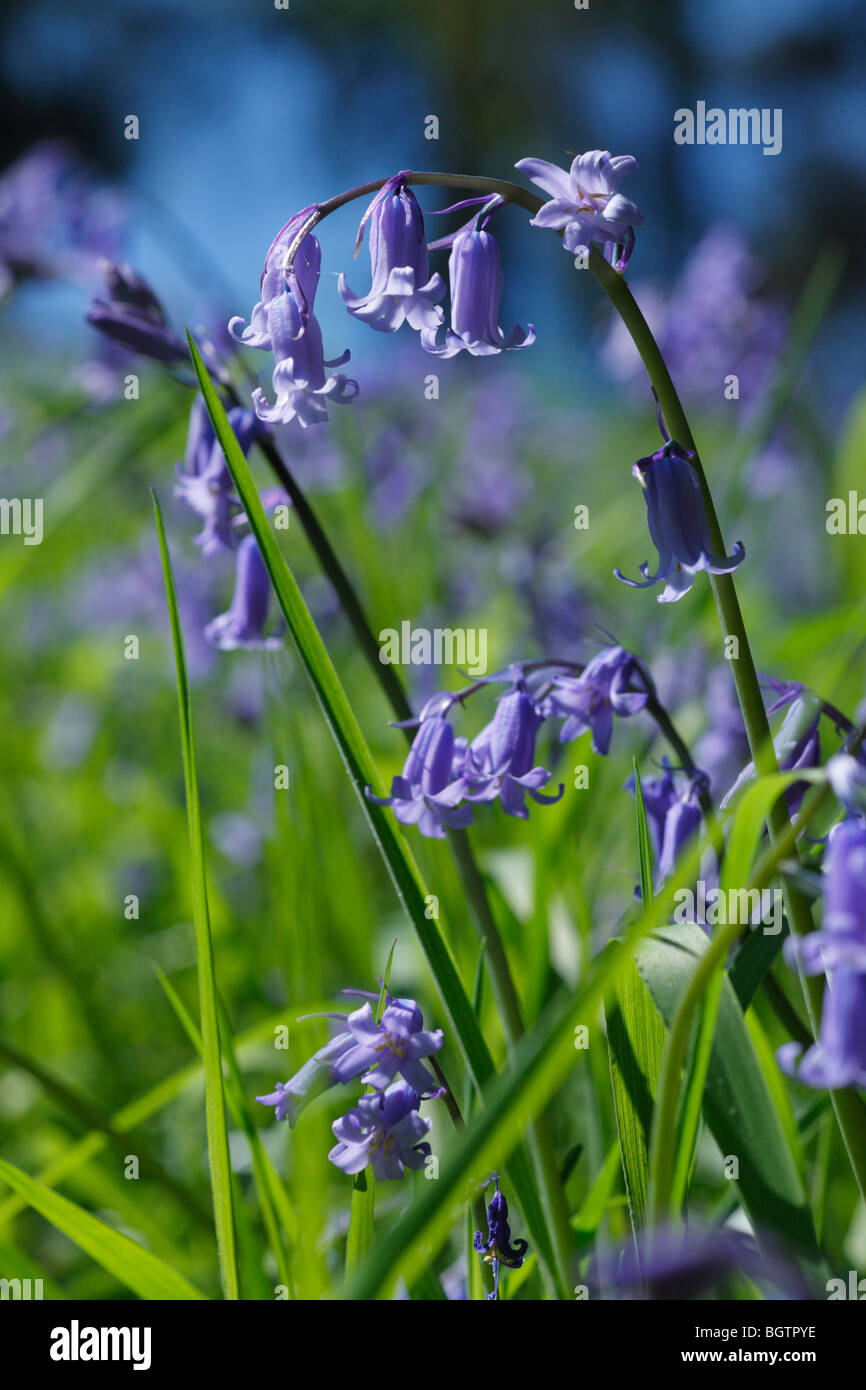 Bluebells (Hyacinthoides non scripta) fioritura nel bosco. Powys, Wales, Regno Unito. Foto Stock
