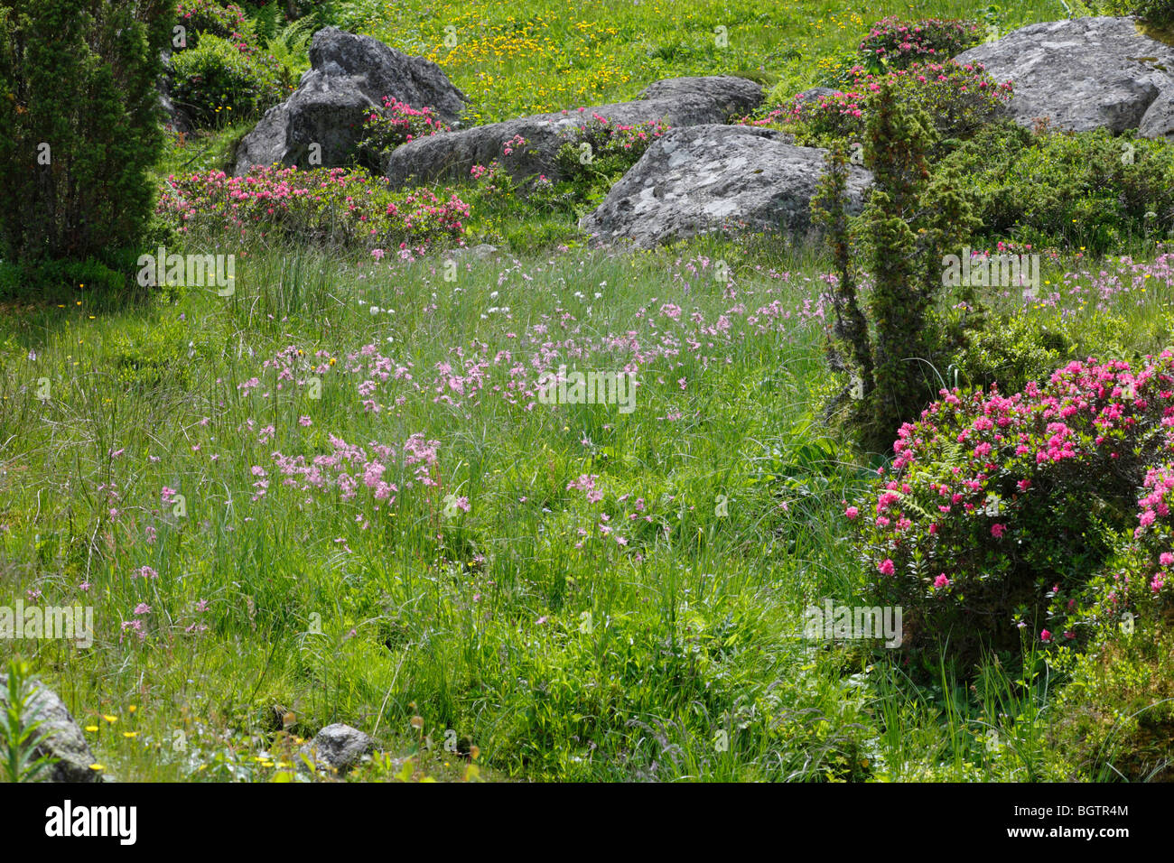 Ragged Robin (Lychnis flos-cuculi) fioritura in habitat palustre a 1600m di altitudine. Pirenei Ariège, Francia. Foto Stock