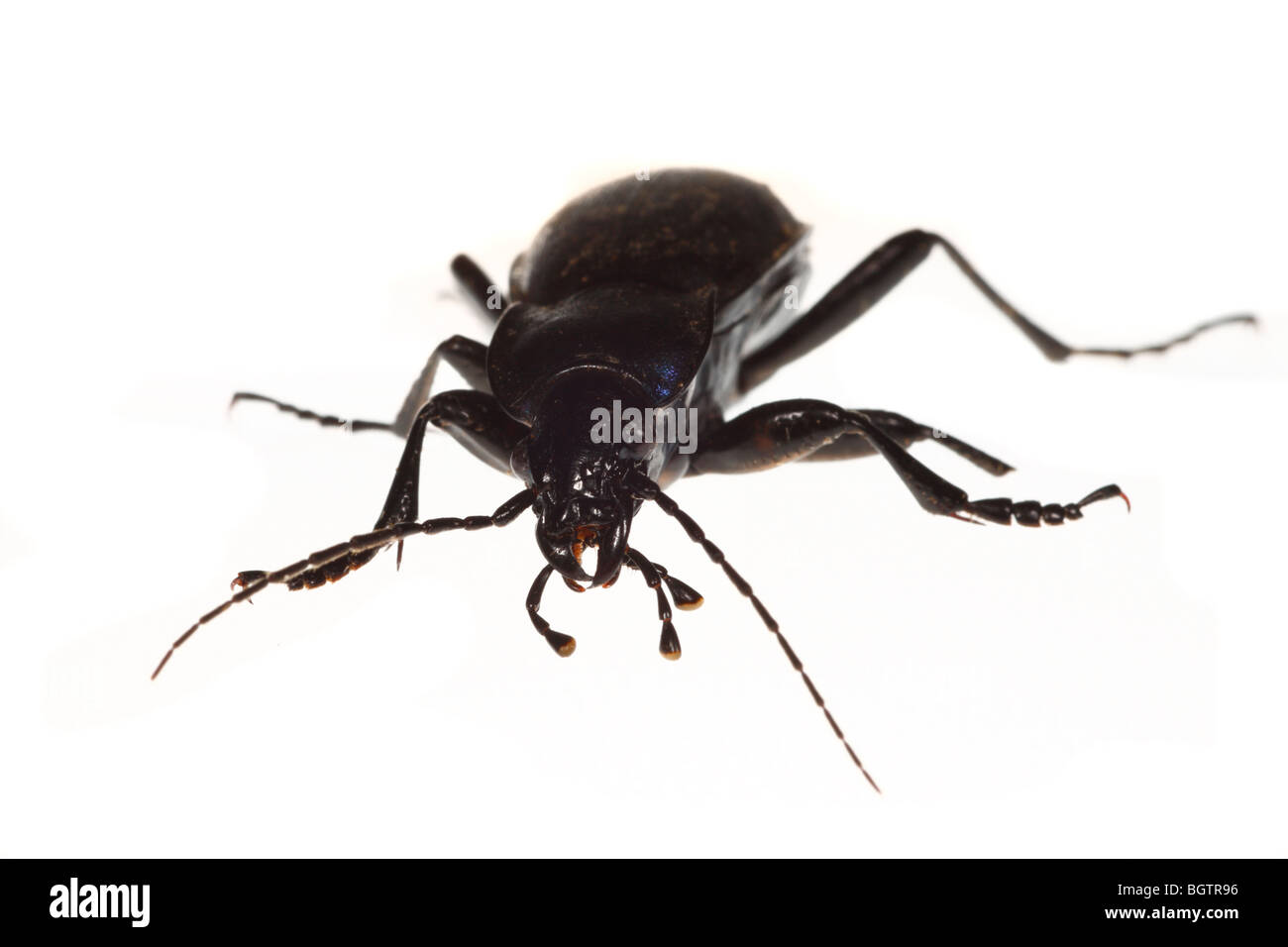 Massa viola Beetle (Carabus tendente al violaceo). Insetti vivi fotografati contro uno sfondo bianco su un portatile studio. Foto Stock