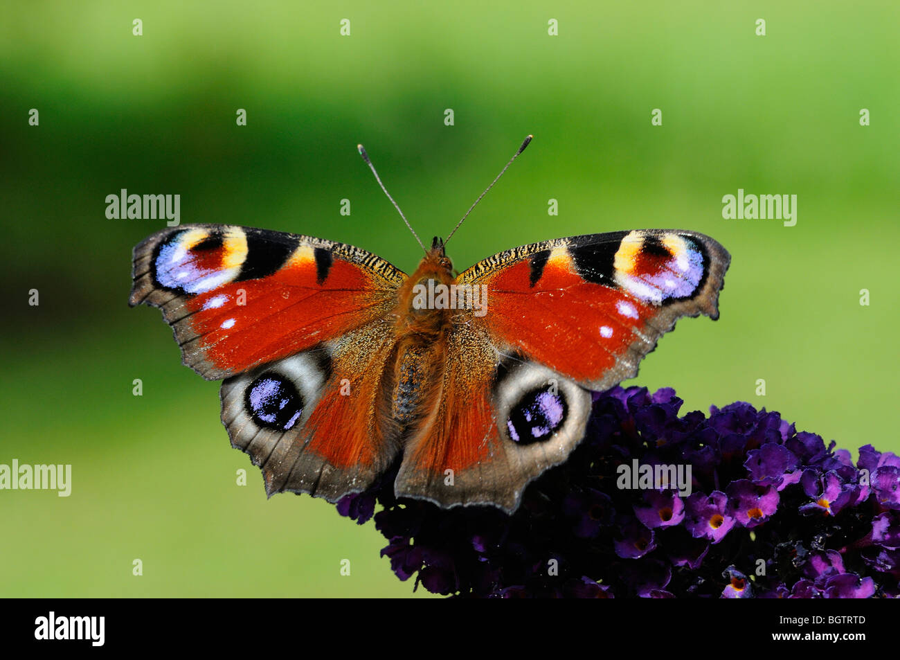 Farfalla pavone (Inachis io) appoggiata sul fiore buddleia, Oxfordshire, Regno Unito. Foto Stock