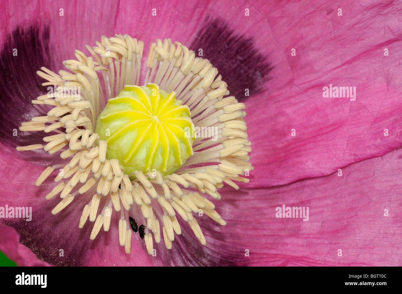 Rosa fiore di papavero (Papaver specie) close-up che mostra il dettaglio di stami e lo stigma, Oxfordshire, Regno Unito. Foto Stock