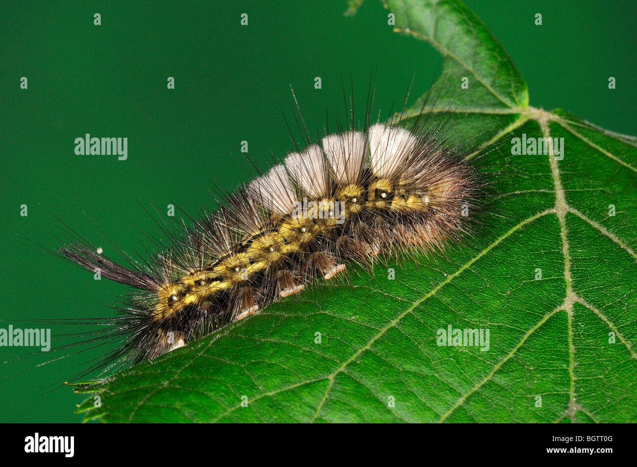 Pale Tussock Moth (Calliteara pudibunda) caterpillar alimentazione su Lime Tree foglia, Oxfordshire, Regno Unito. Foto Stock